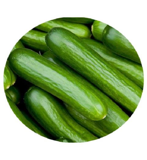 Salad Cucumber – சாலட் வெள்ளரி